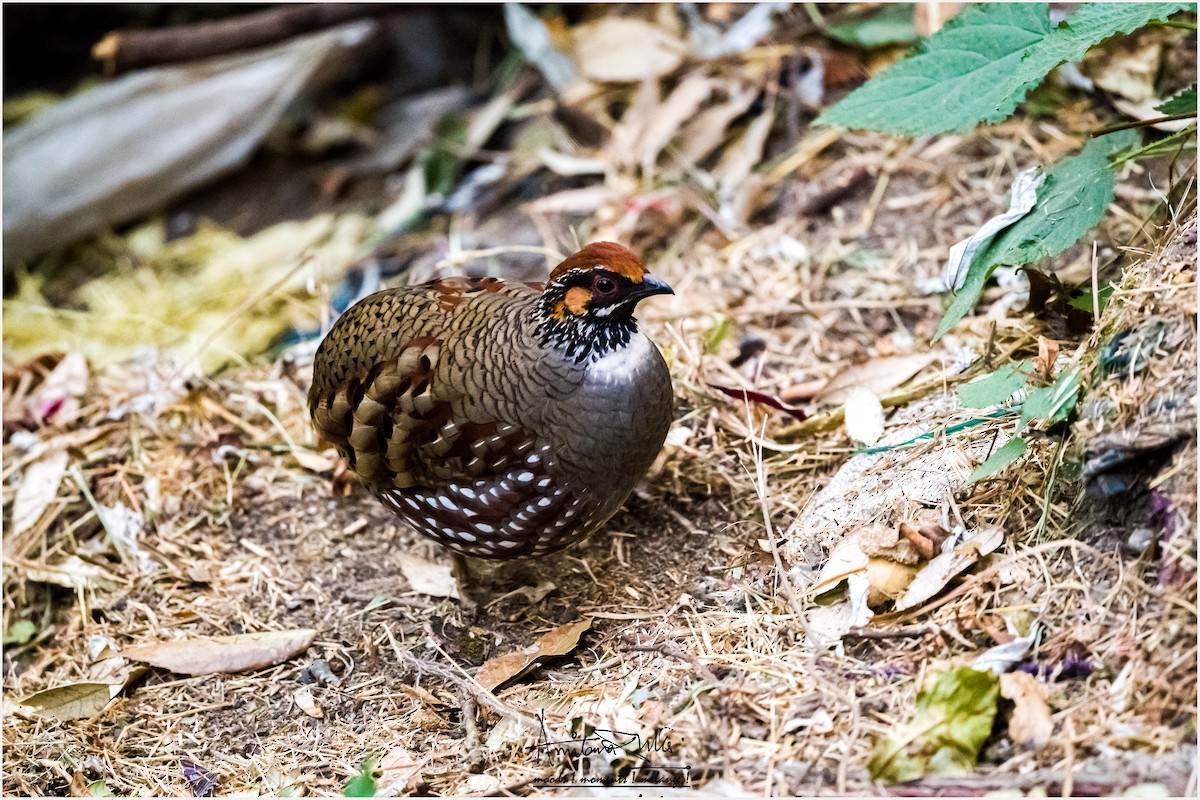 Hill Partridge - Amitava Dutta