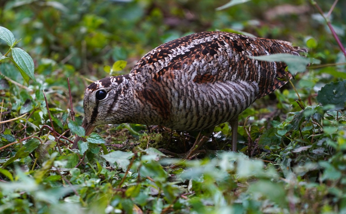 Eurasian Woodcock - ML562625781