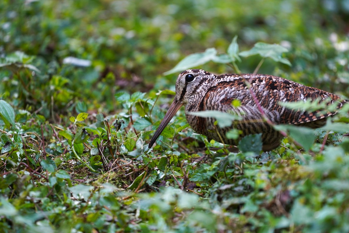Eurasian Woodcock - ML562625791