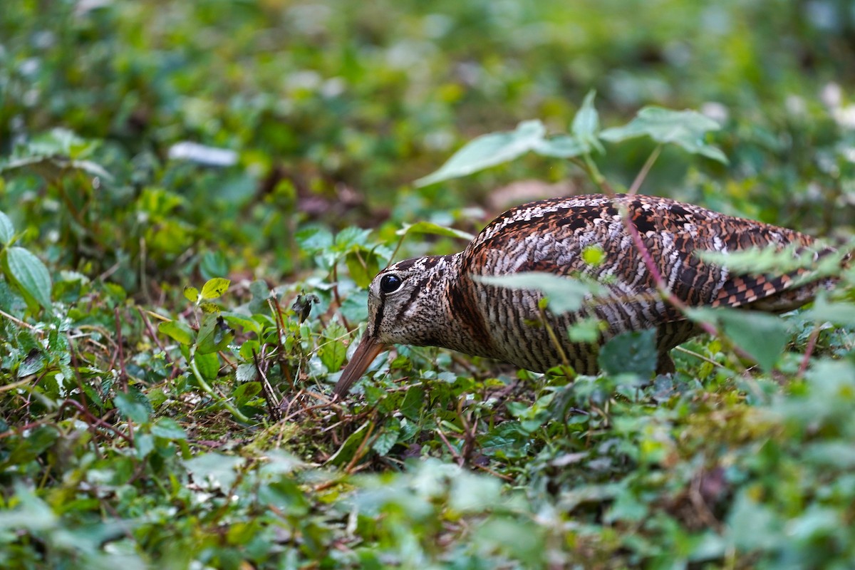 Eurasian Woodcock - ML562625801