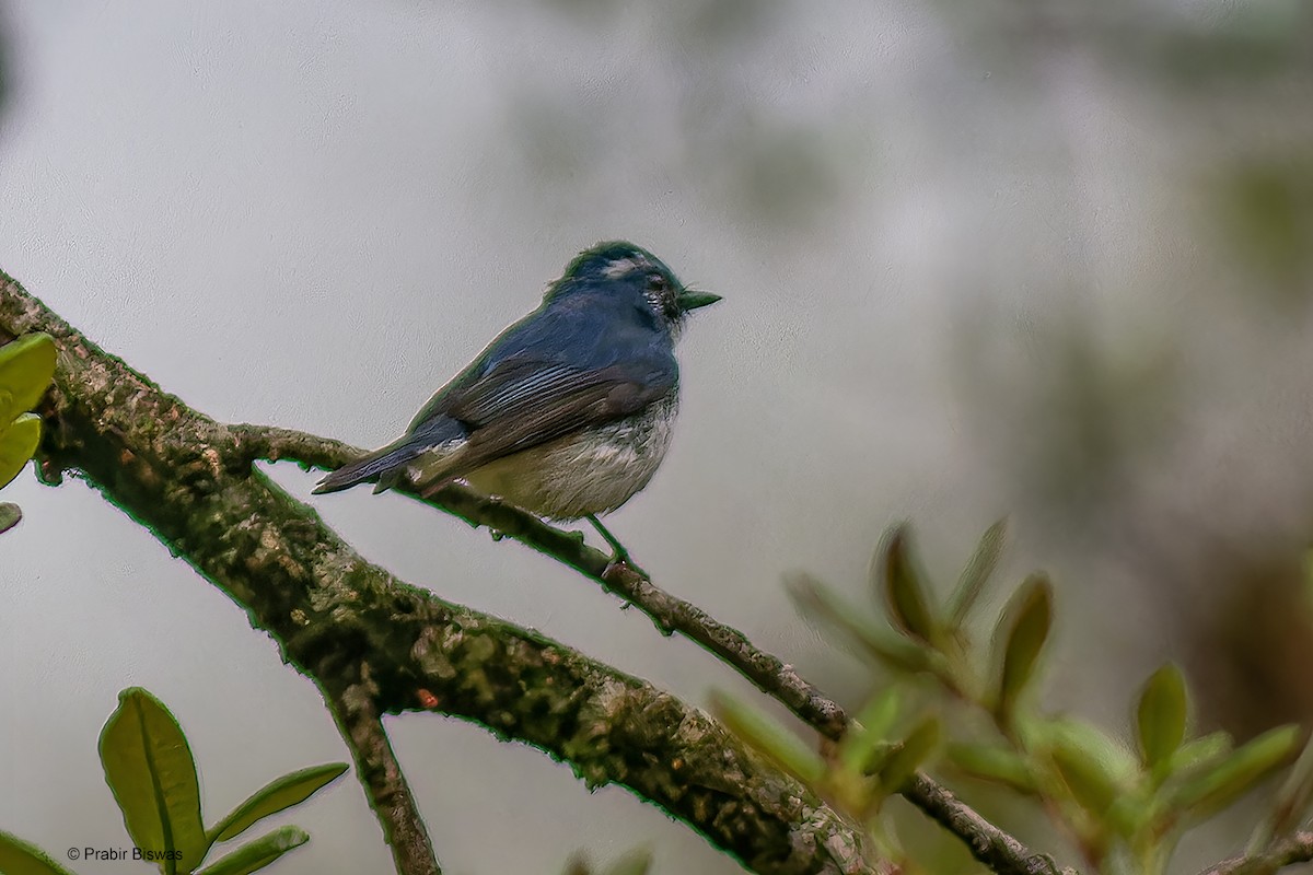 Ultramarine Flycatcher - ML562626311