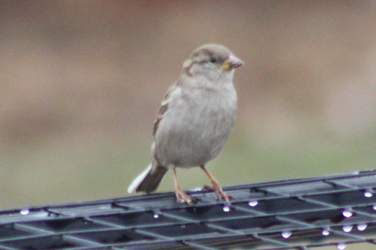 Moineau domestique - ML562628441