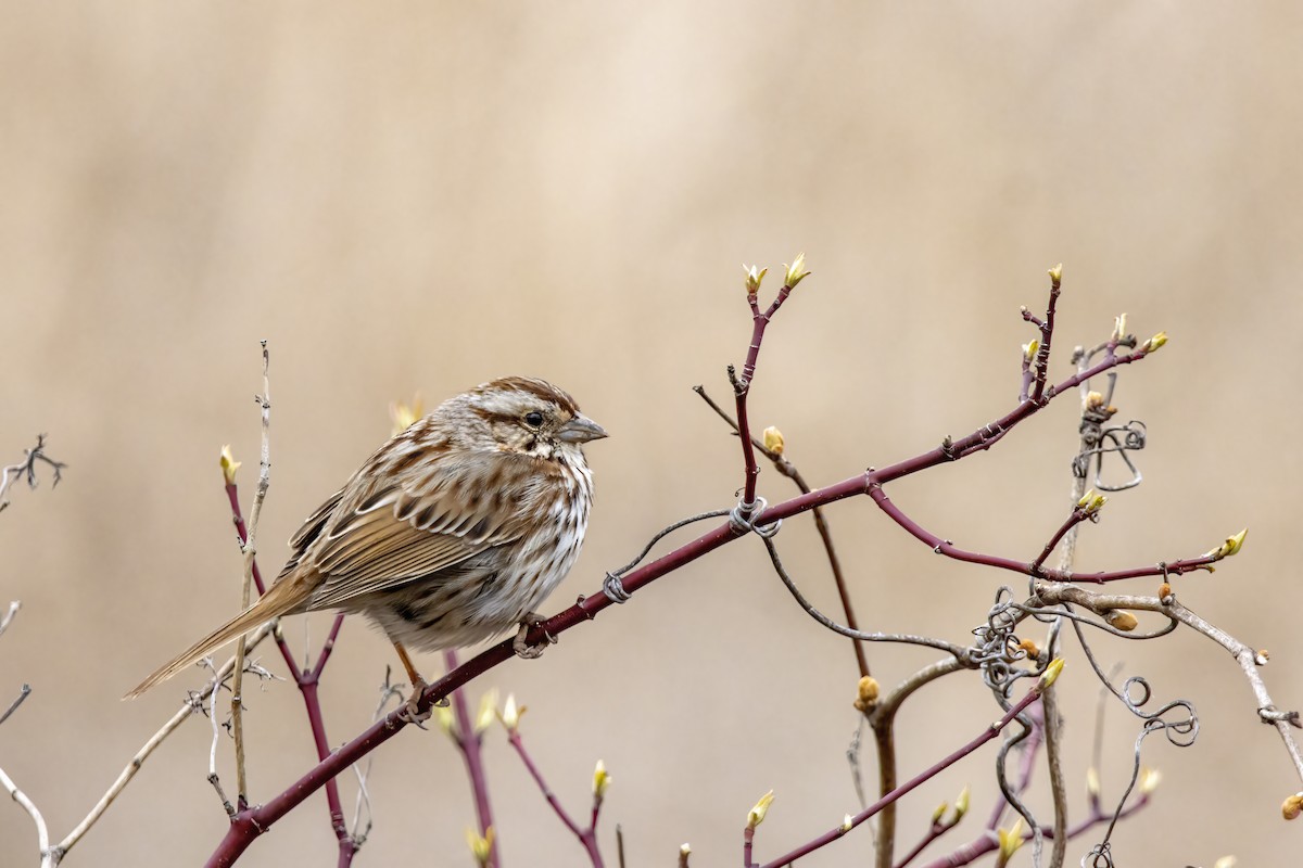 Song Sparrow - Cody Bassindale