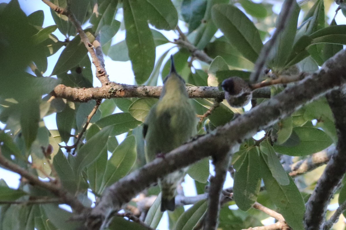 Red-legged Honeycreeper - ML562628971