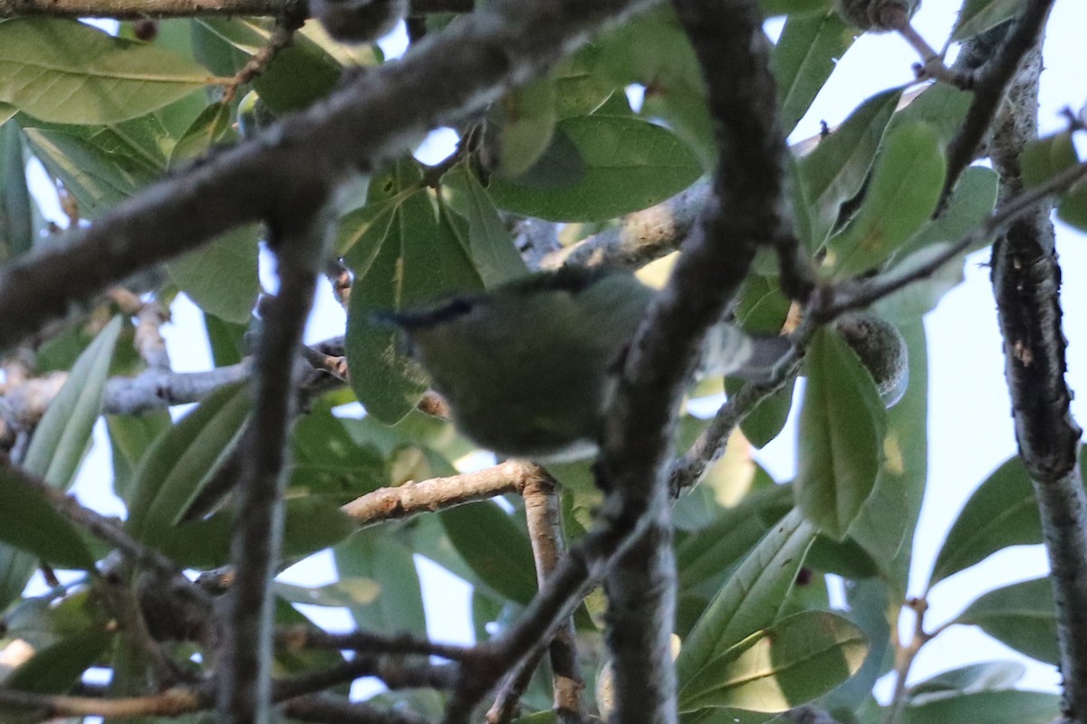 Red-legged Honeycreeper - ML562628981