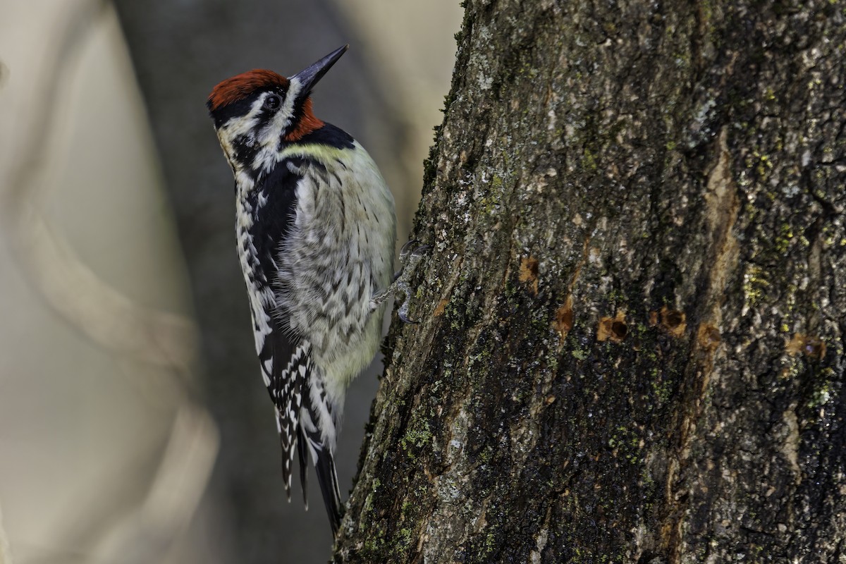 Yellow-bellied Sapsucker - Daniel Jauvin