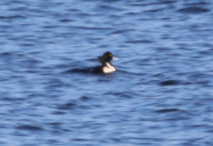 Greater Scaup - ML562629471