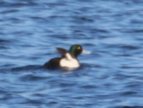 Greater Scaup - ML562629481