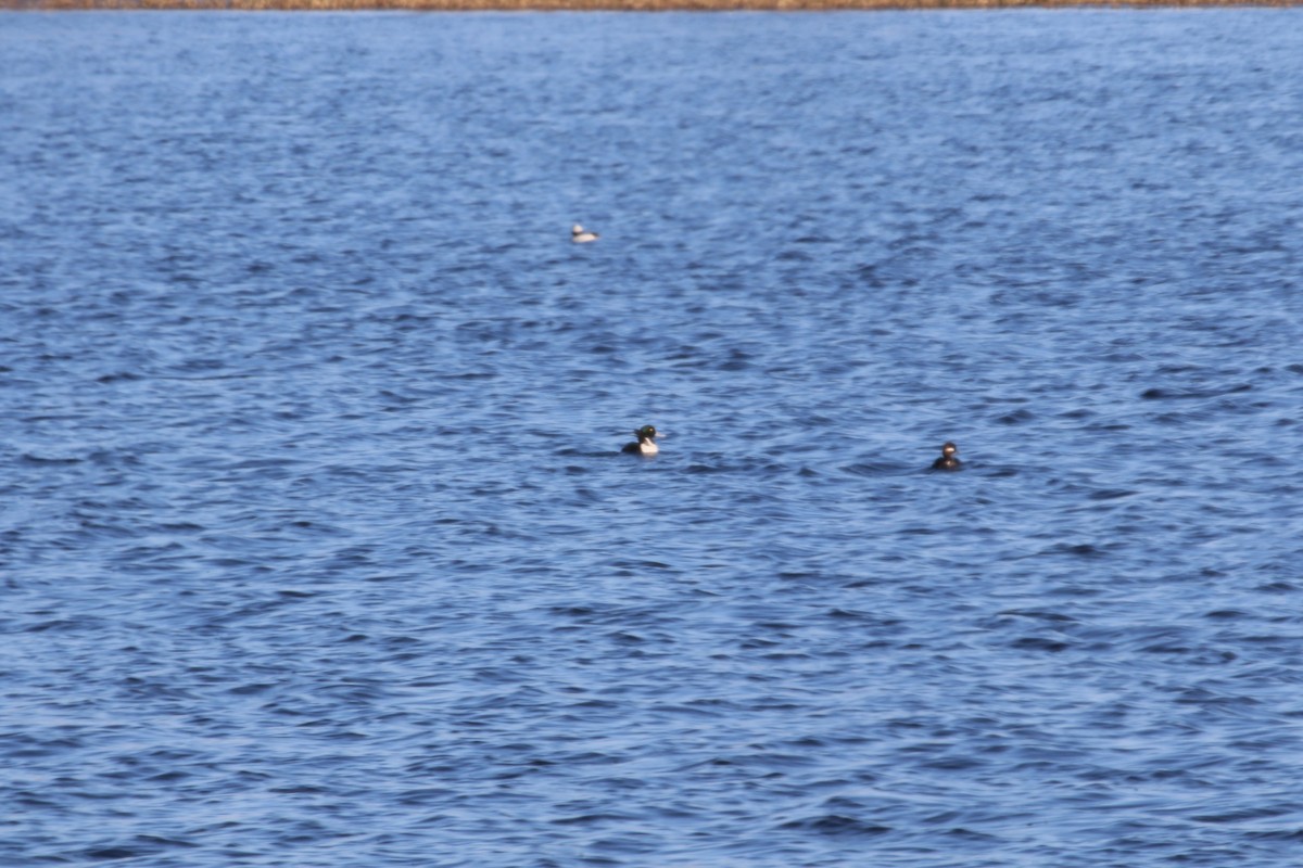 Greater Scaup - ML562629491
