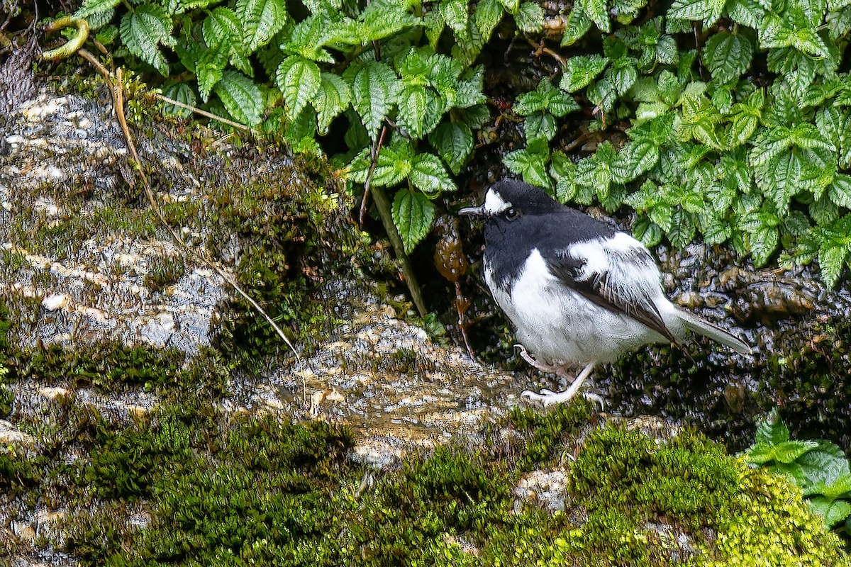 Little Forktail - ML562629511