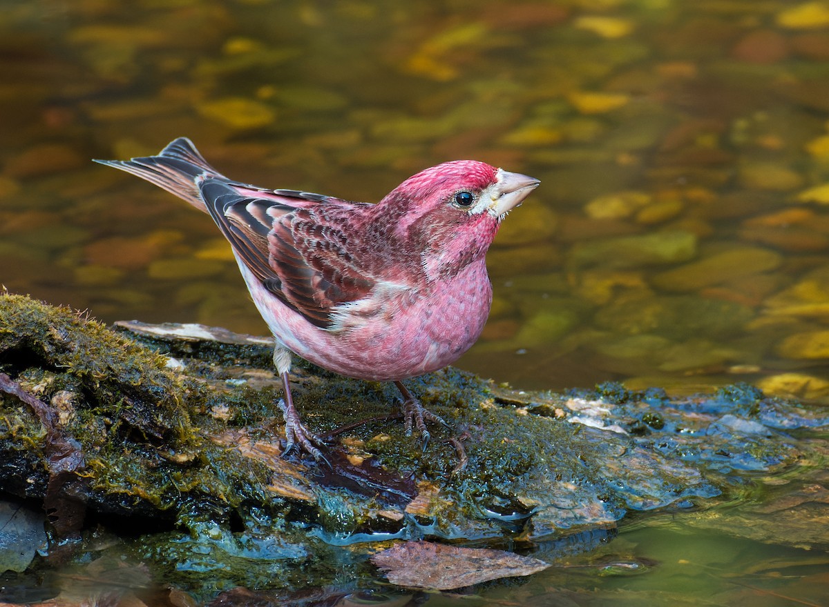 Purple Finch - ML562629761
