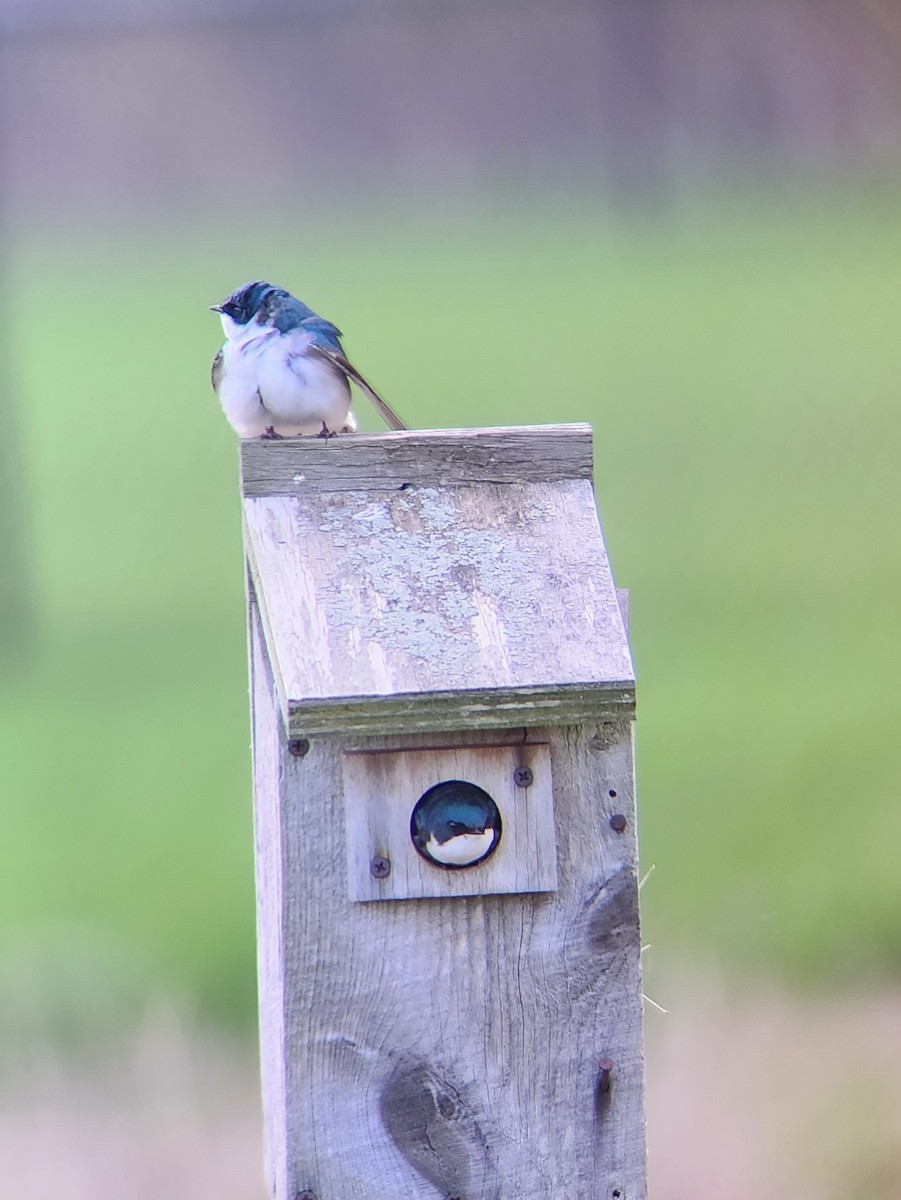 Tree Swallow - ML562630321