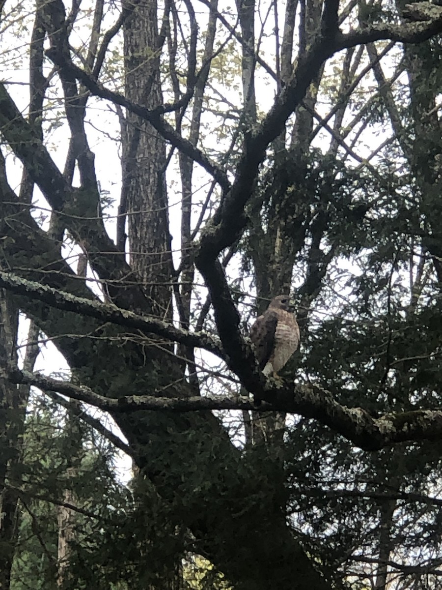 Broad-winged Hawk - ML562630361