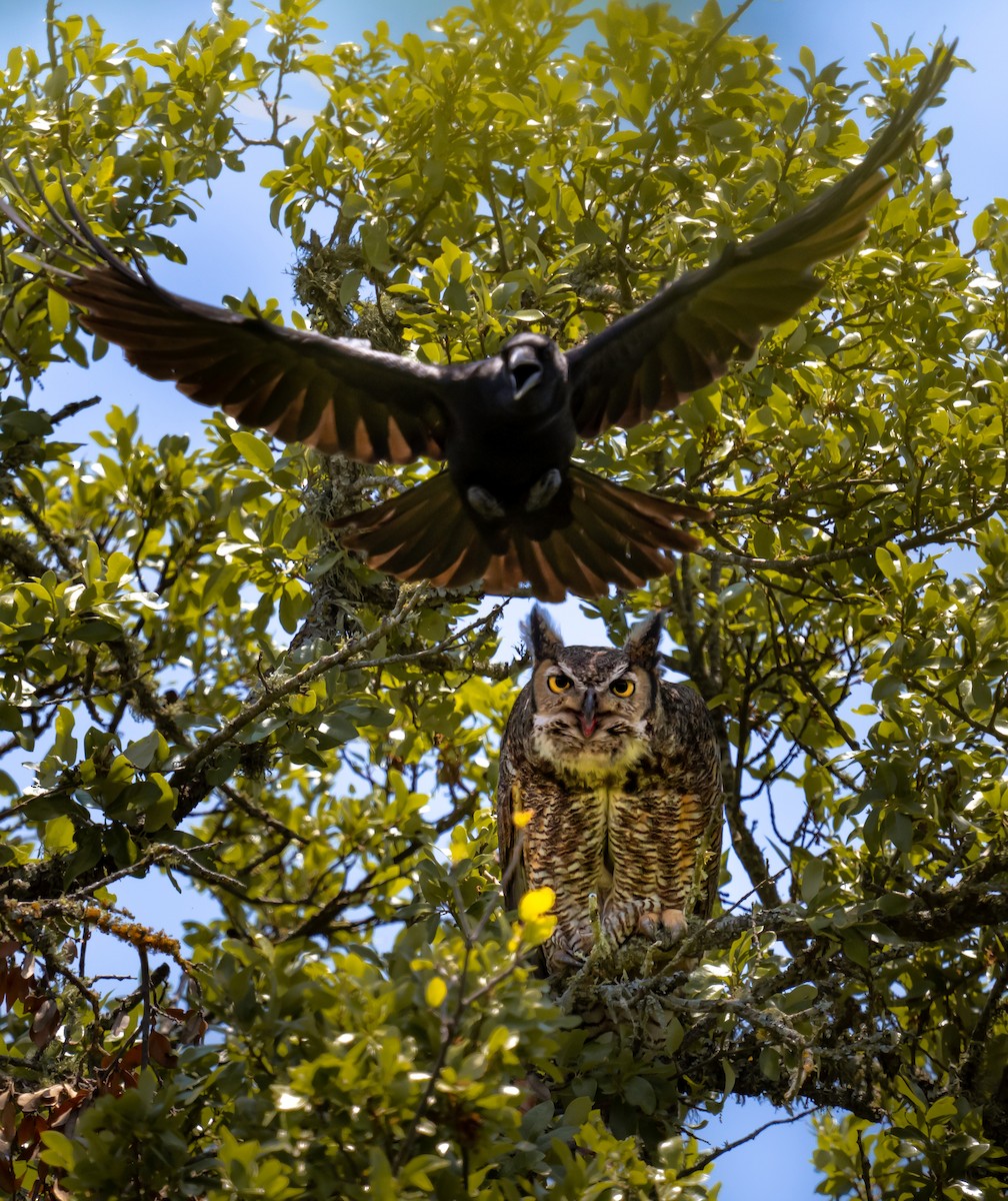 Great Horned Owl - ML562630811