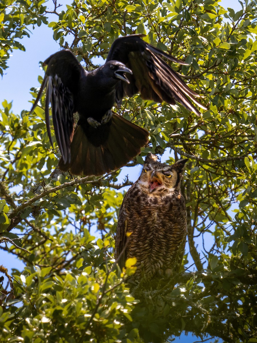 Great Horned Owl - ML562630821