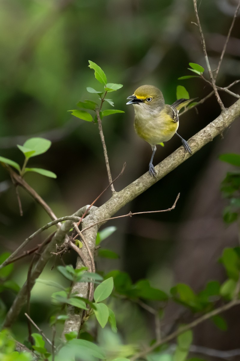 Weißaugenvireo - ML562630901