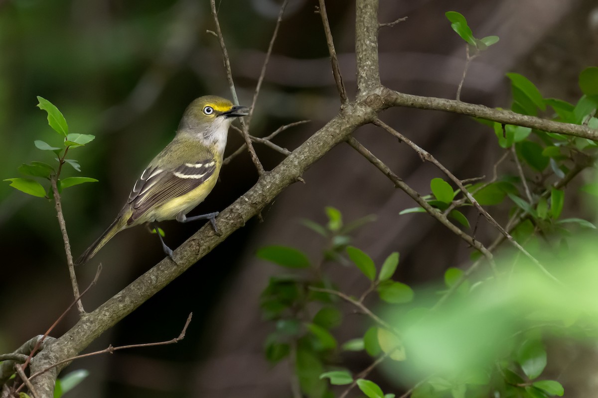 White-eyed Vireo - ML562630911