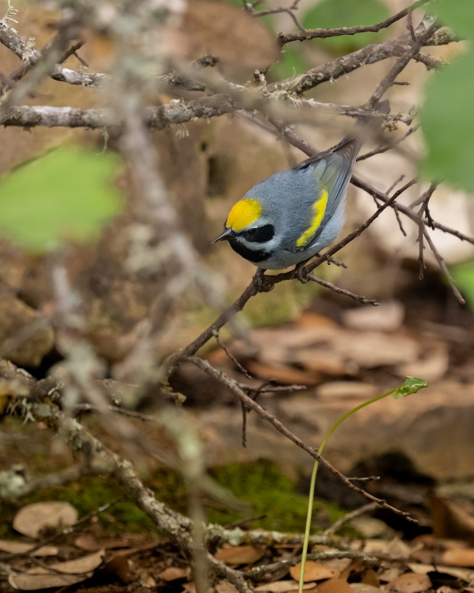 Golden-winged Warbler - ML562630961