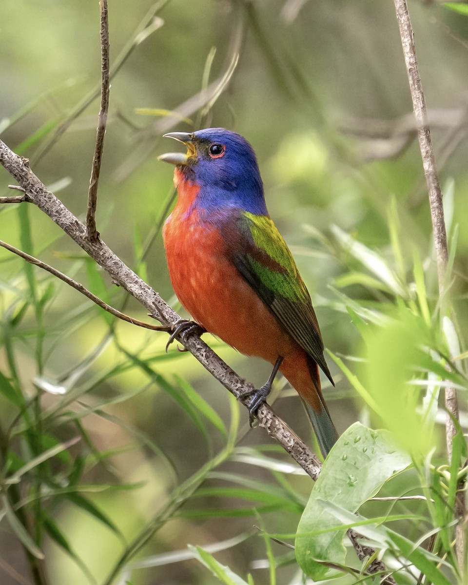 Painted Bunting - Dustin Scott