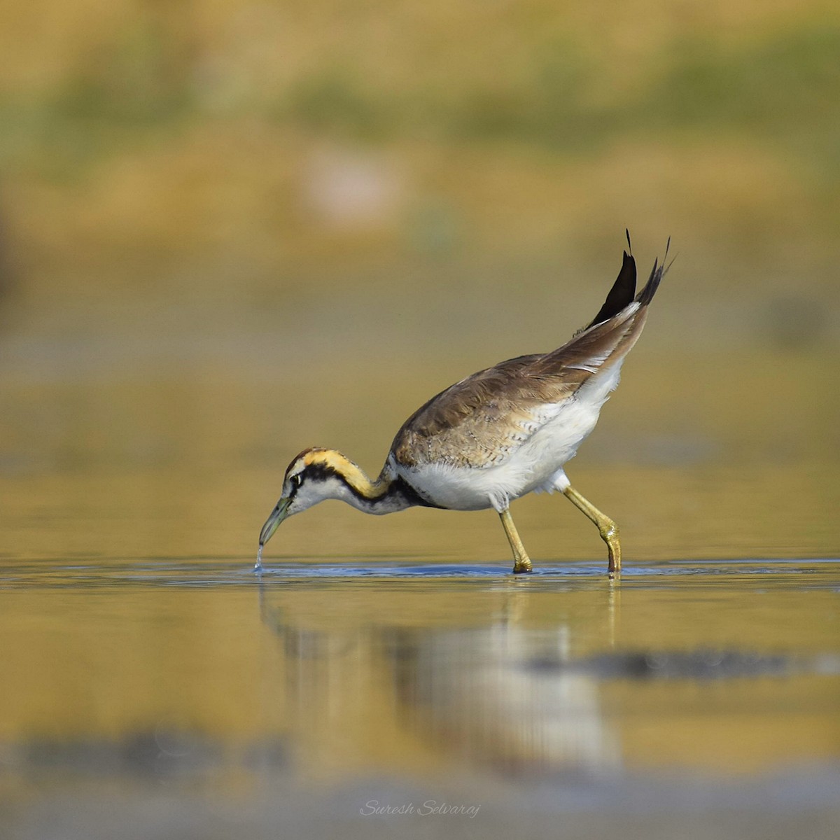 Jacana à longue queue - ML562632001