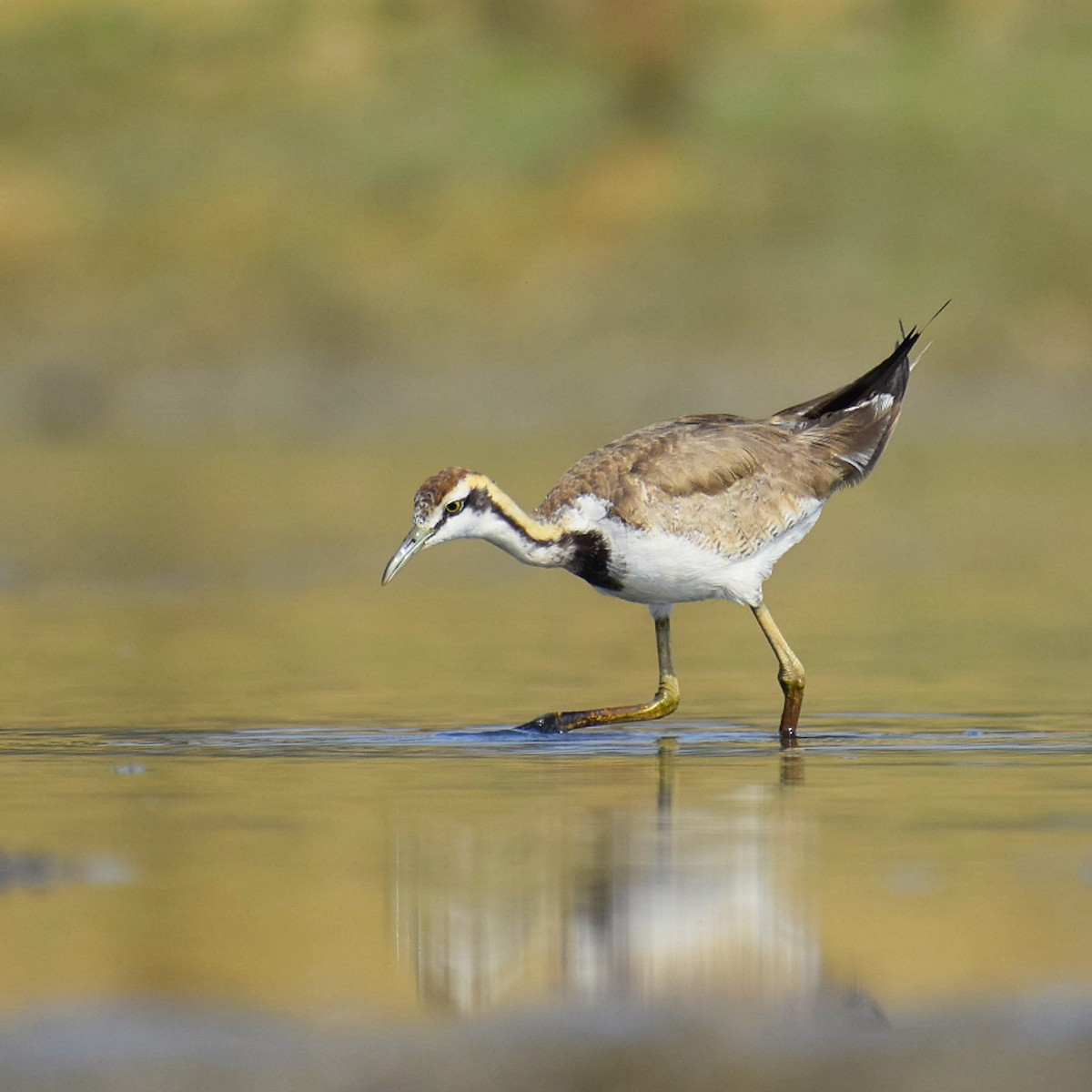 Pheasant-tailed Jacana - ML562632011