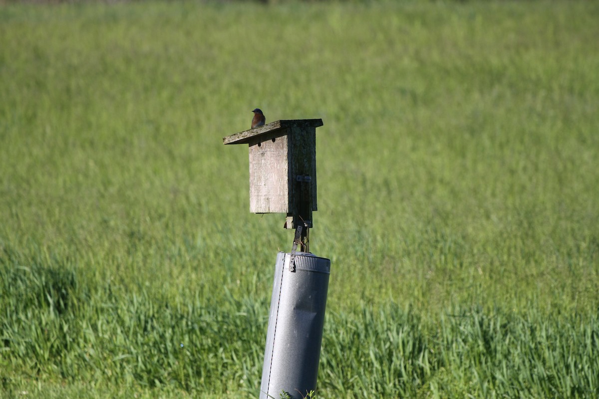 Eastern Bluebird - ML562632251