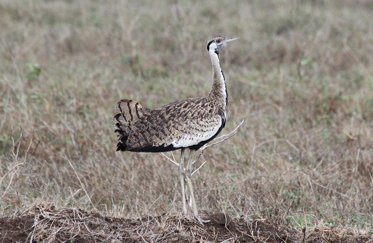 Black-bellied Bustard - David Guarnieri