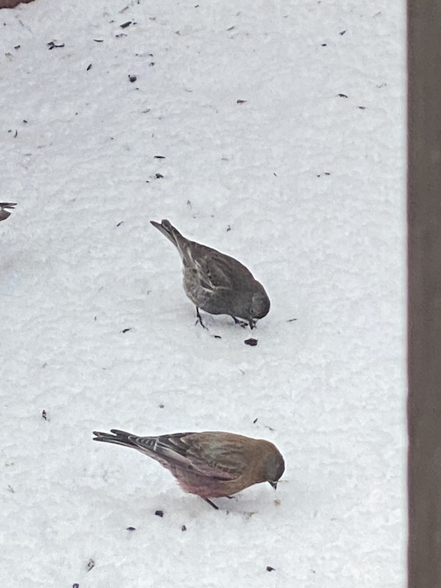 Black Rosy-Finch - Lisa Brin