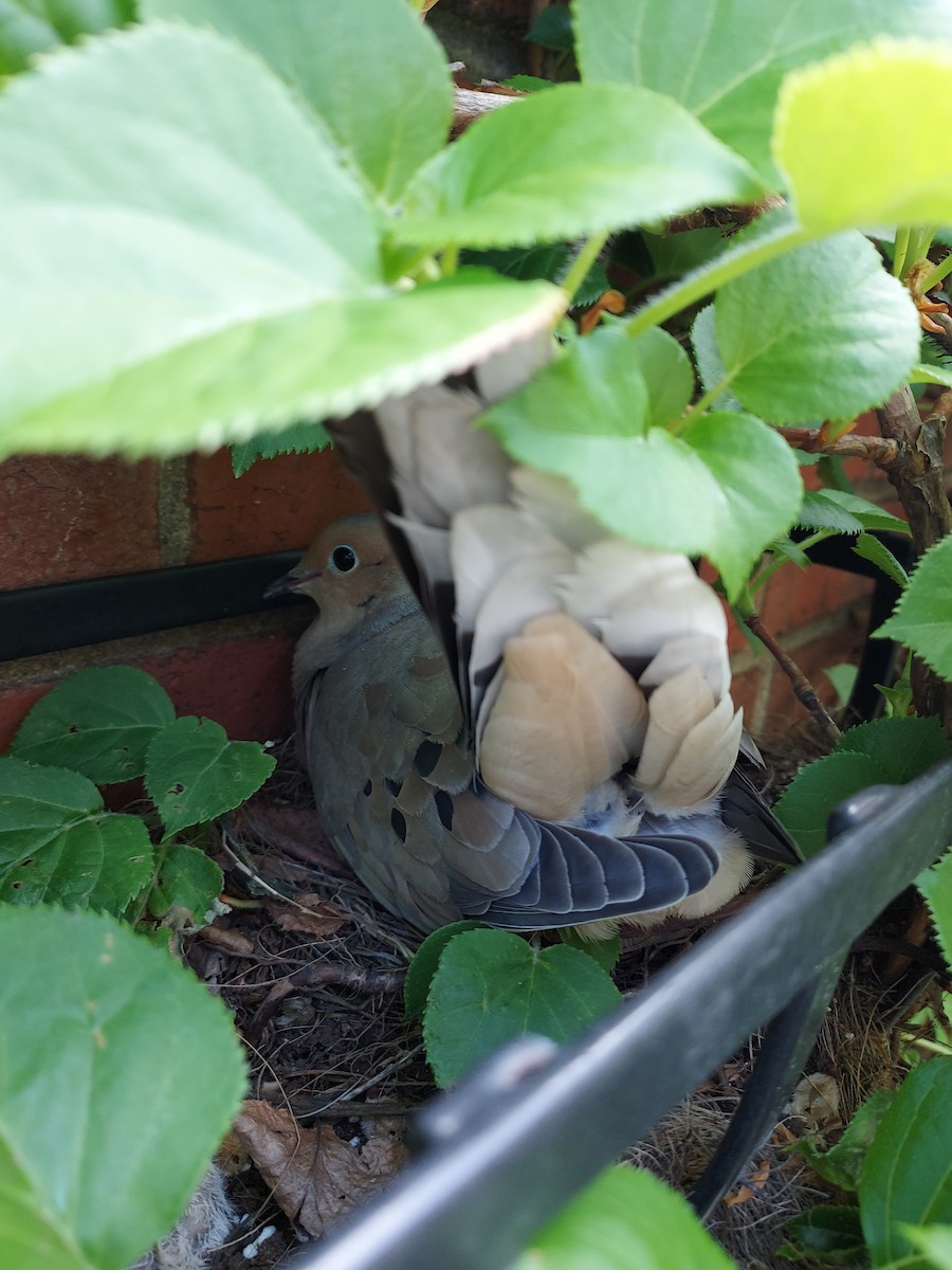 Mourning Dove - ML562635591