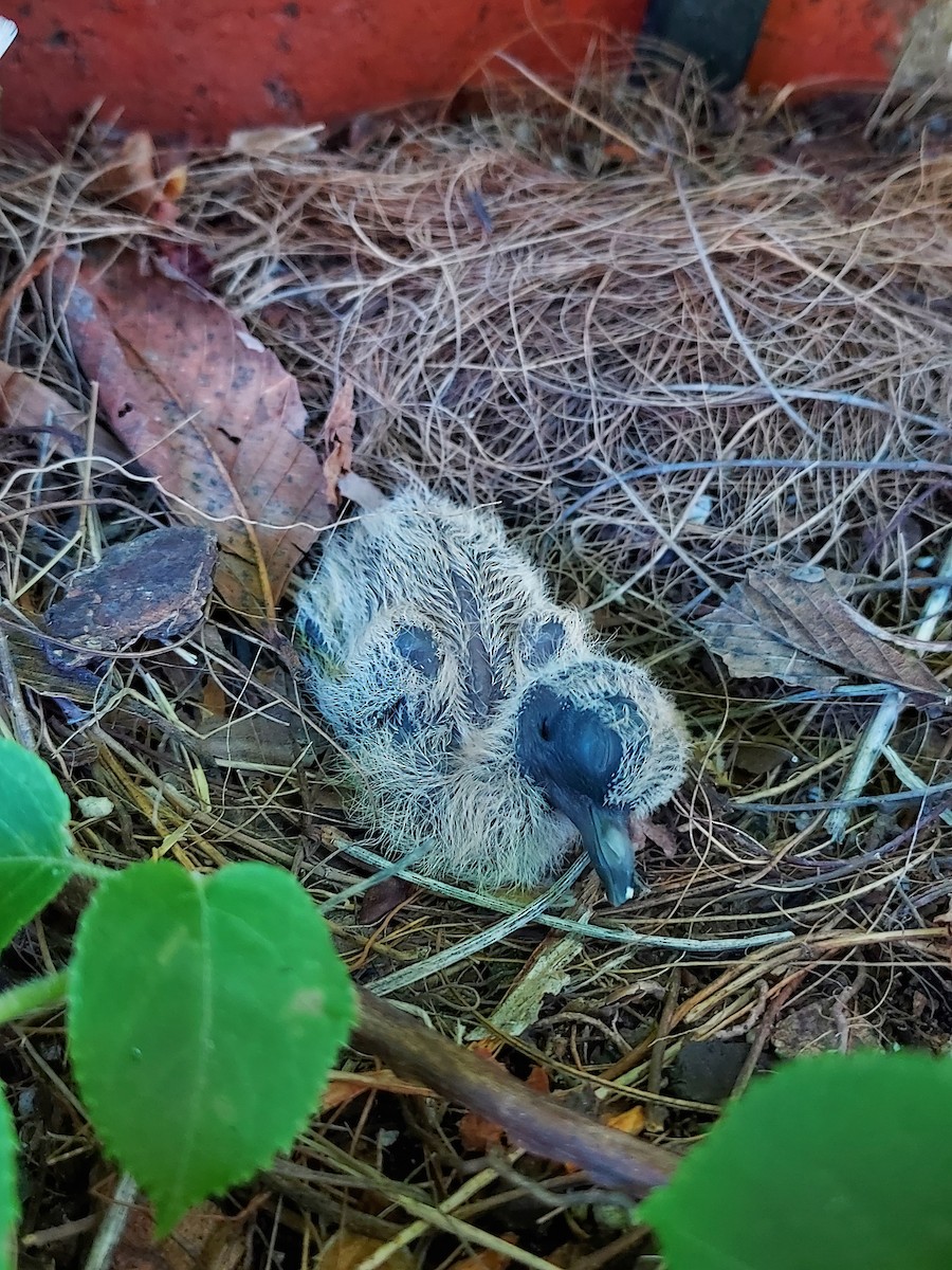 Mourning Dove - ML562635601