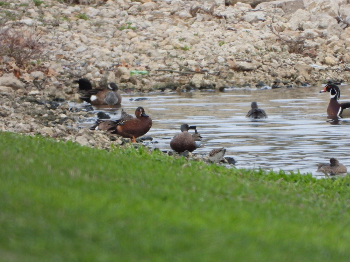 Blue-winged x Cinnamon Teal (hybrid) - ML562636571