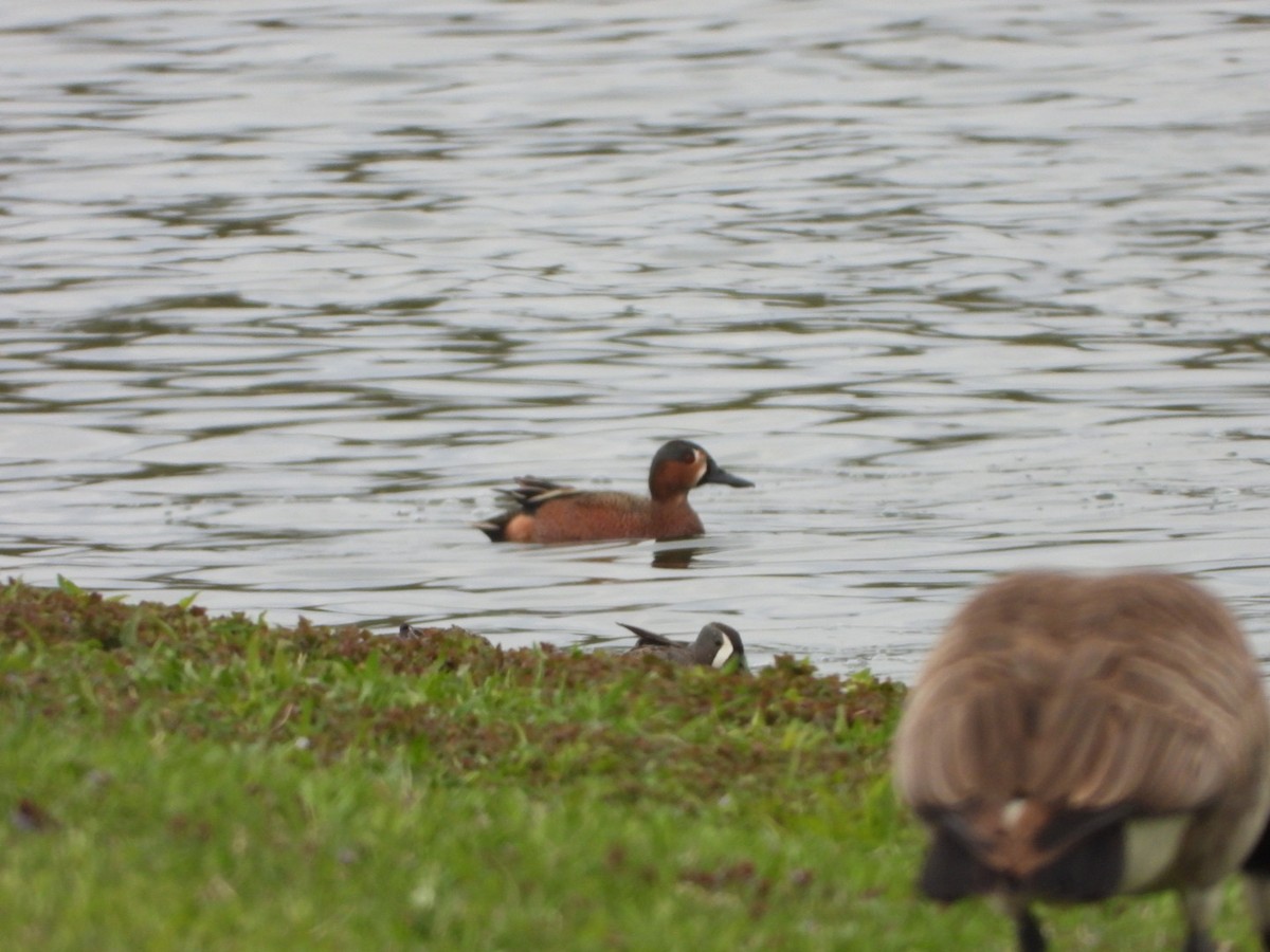 Blue-winged x Cinnamon Teal (hybrid) - ML562636581