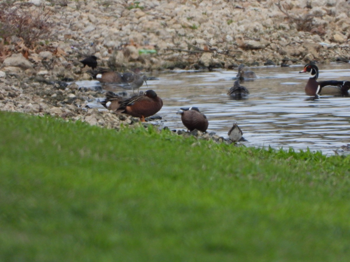 Blue-winged x Cinnamon Teal (hybrid) - ML562636591