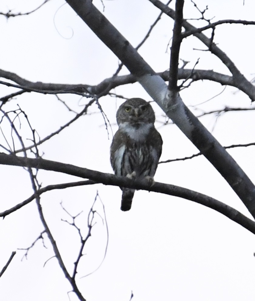 Northern Pygmy-Owl (Cape) - Jonathan Heller