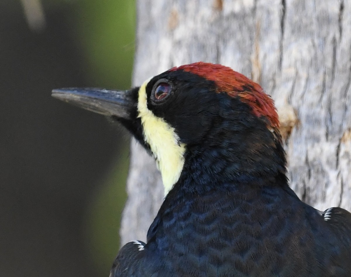 Acorn Woodpecker (Narrow-fronted) - ML562637391