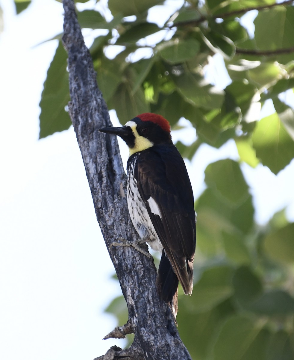 Acorn Woodpecker (Narrow-fronted) - ML562637401