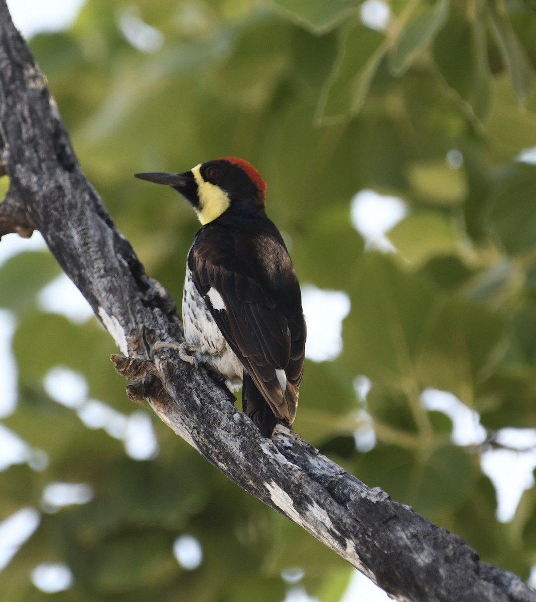 Acorn Woodpecker (Narrow-fronted) - ML562637421