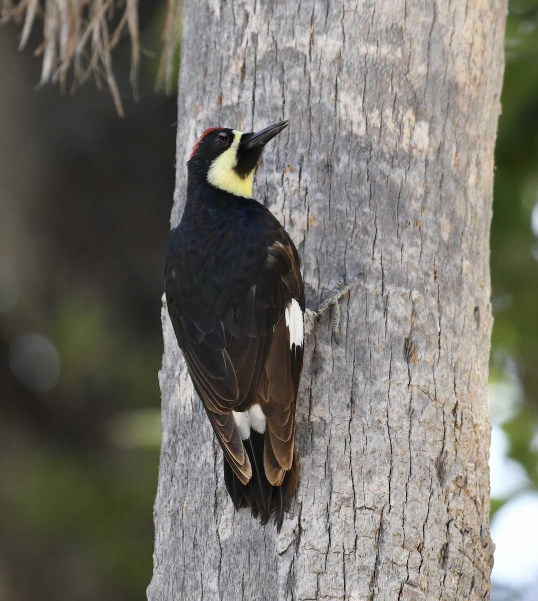 Acorn Woodpecker (Narrow-fronted) - ML562637431
