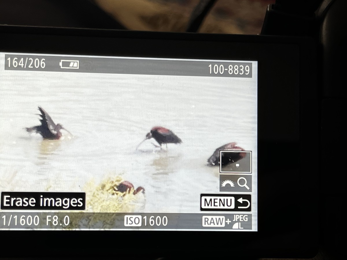 Glossy Ibis - ML562637551