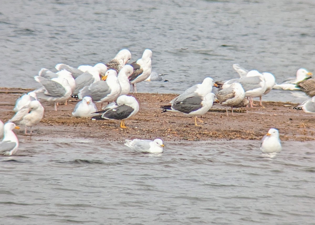 Lesser Black-backed Gull - ML562637781