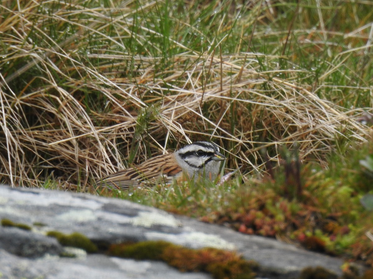 Rock Bunting - ML562639831