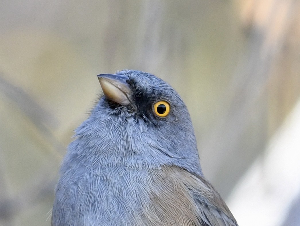 Baird's Junco - ML562640231