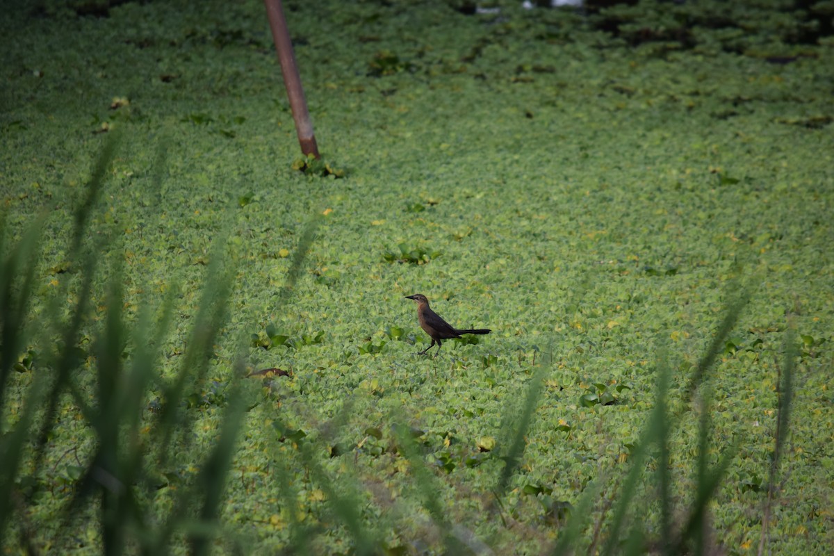 Great-tailed Grackle - Garrett Rhyne