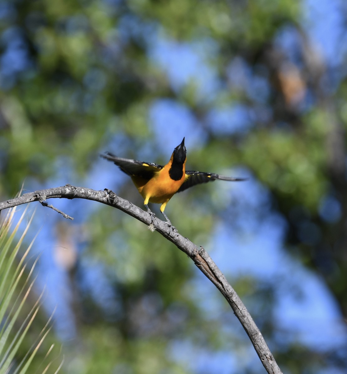 Hooded Oriole - ML562640751