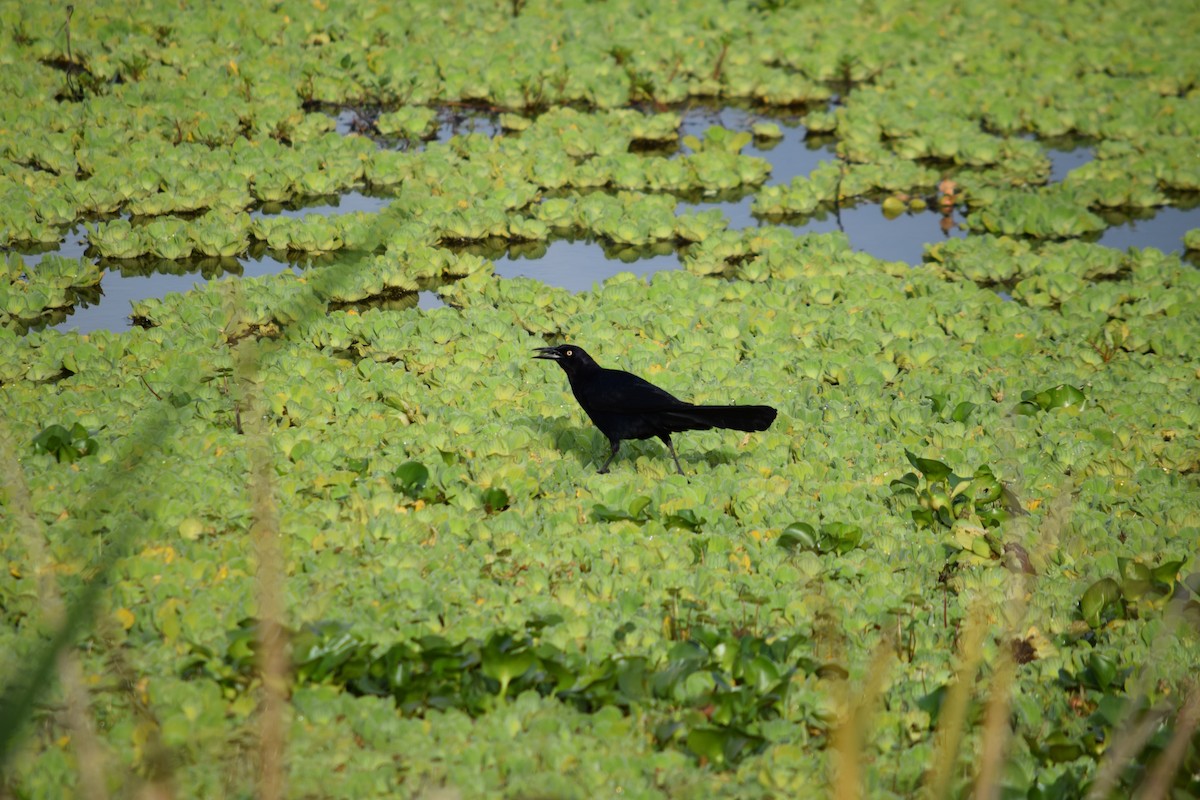 Great-tailed Grackle - ML562640811