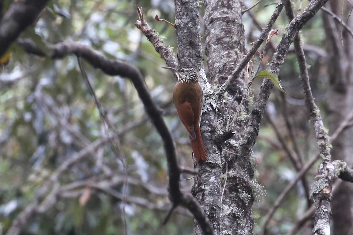 White-striped Woodcreeper - ML562641491