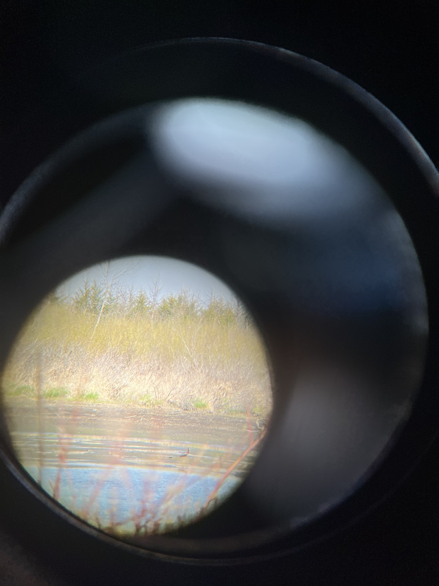 White-faced Ibis - ML562641741