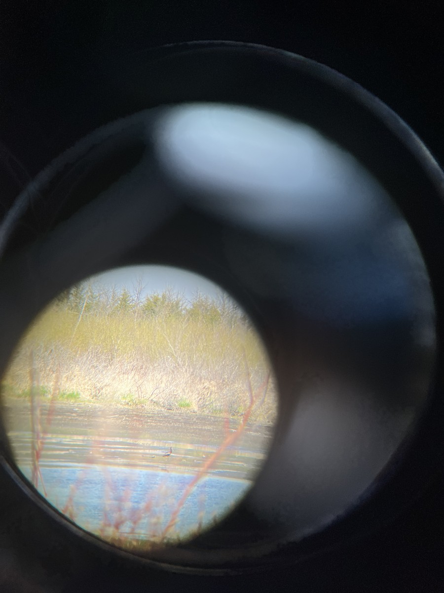 White-faced Ibis - ML562641751