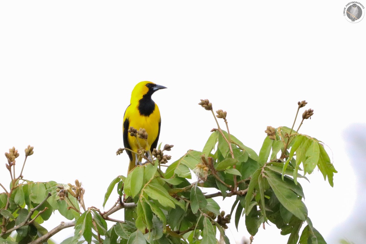 Yellow-tailed Oriole - ML562644861