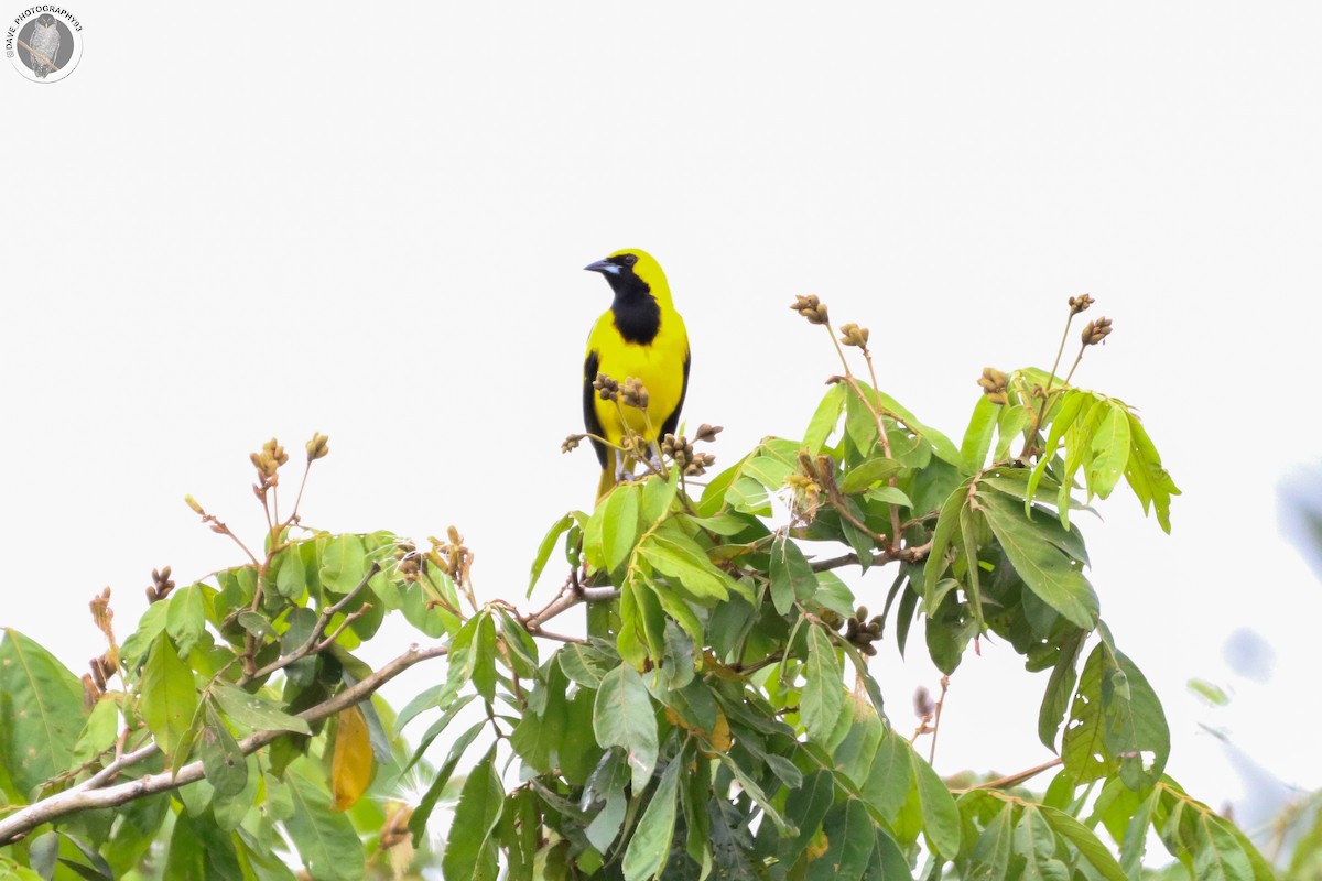 Yellow-tailed Oriole - ML562644871
